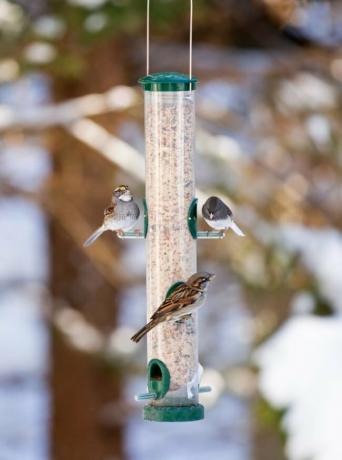겨울에 새에게 먹이를 주는 5가지 팁
