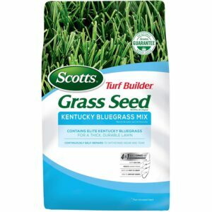 Melhor opção de semente de grama para sombra: Scotts Turf Builder Grass Kentucky Bluegrass Mix