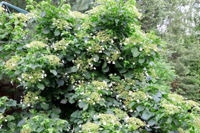 Hortênsia petiolaris florescendo. Folhas verdes jovens de Hydrangea petiolaris no verão. Hortênsia trepadeira.