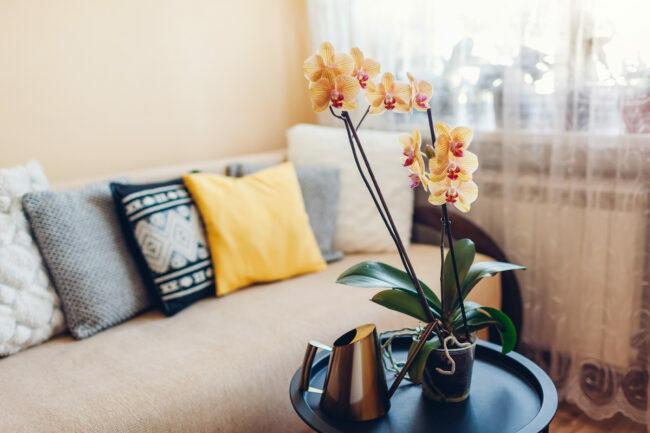 orchidej pečuje o více květů