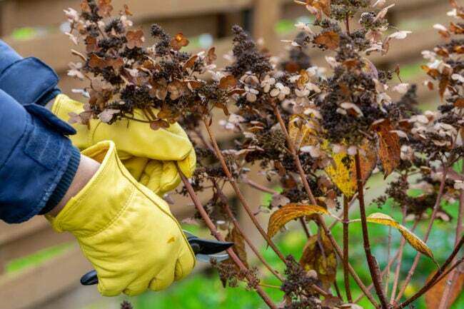 Bush hortensia kutte eller trimme med sekatør i hagen. Foto av høy kvalitet