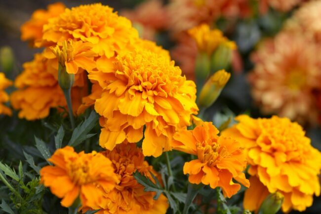 Oranžinės medetkų gėlės