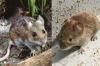 Hišna miška vs. Deer Mouse: Kakšna je resnična razlika?