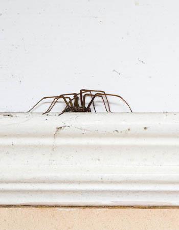 Por que existem tantas aranhas em minha casa? As aranhas têm fácil acesso