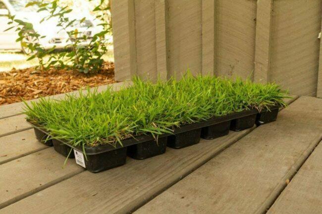 La meilleure option d'herbe pour sol sablonneux