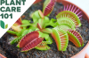 Venus Fly Trap Care 101: Cum să crești această plantă de casă carnivoră