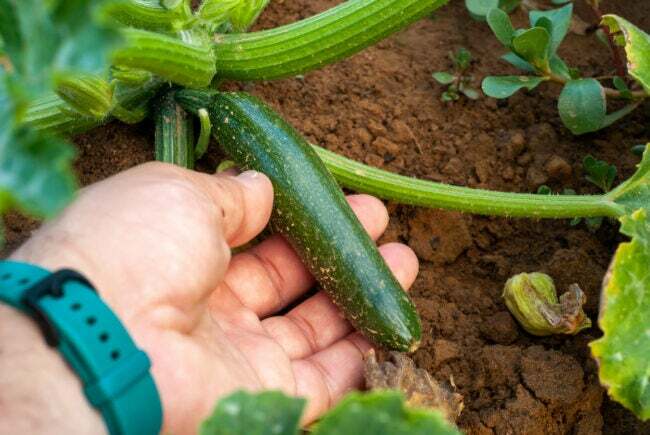 Ūkininko rankos, renkančios žalią cukiniją nuo augalo, vaizdas iš arti