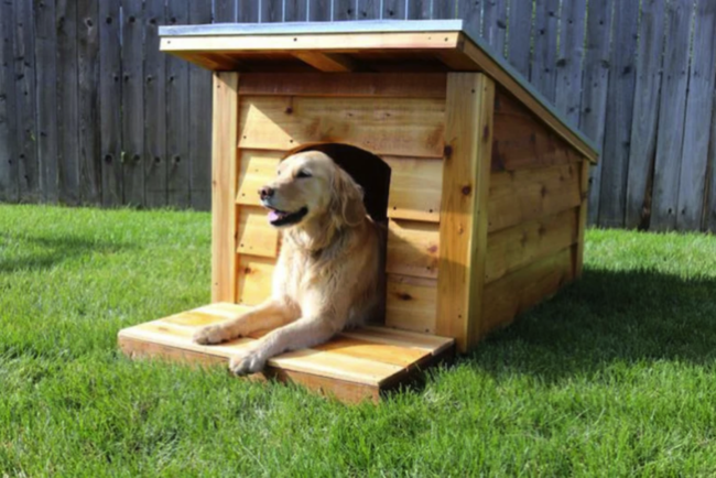 ოქროსფერი რეტრივერი იჯდა ხელნაკეთი ძაღლების სახლში, რომელიც დამზადებულია ღია ფერის ხის დიდი პანელებით
