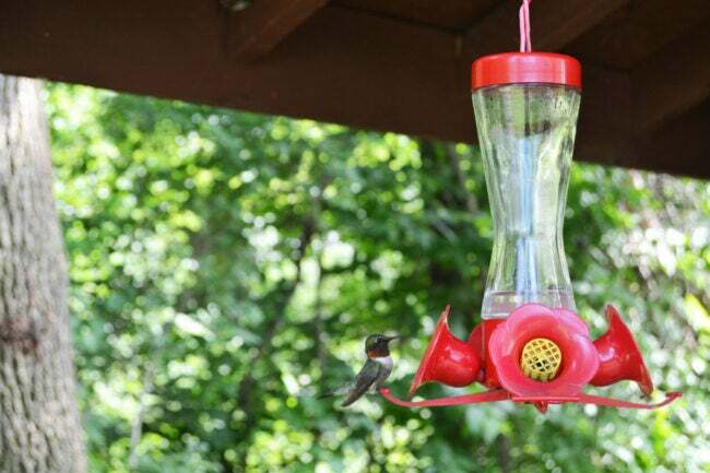 come tenere le api lontane dalle mangiatoie per colibrì
