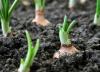 Cómo: cultivar cebollas