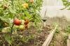 De beste mollenafweermiddelen voor ongediertebestrijding in de tuin