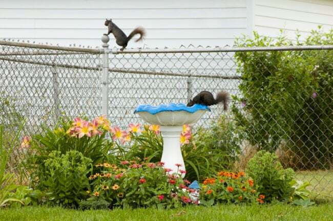 dve veveričky na dvore lezú na plot z reťaze