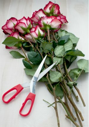 Как сохранить срезанные цветы свежими - ножницы