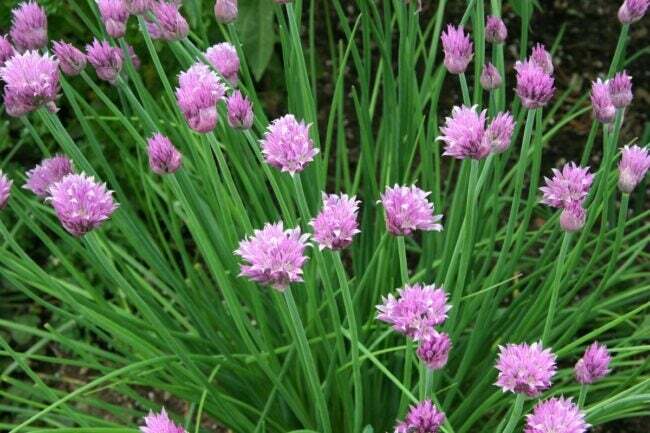 fiori che attirano le api - erba cipollina fiorita rosa