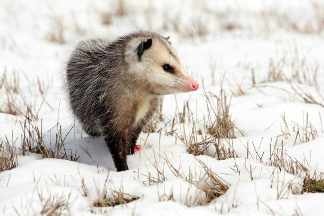 Possum vs. Opossumin ero