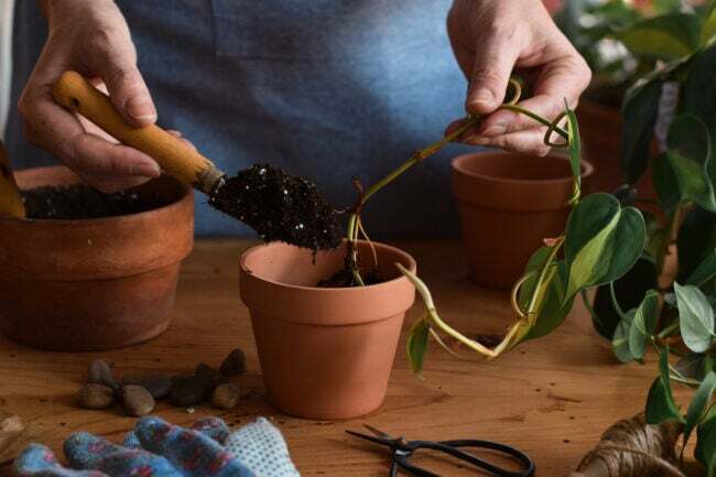 En trädgårdsmästare förökar en pothosväxtstickling med bara rötter i jord i en liten kruka.