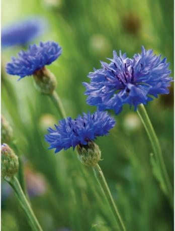 beste blomster for å starte fra frø - blå ungkarsknappblomster