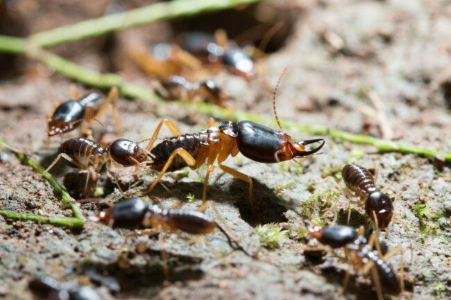 Termiti vs. Mravi