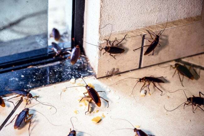 kodėl staiga mano namuose tiek daug tarakonų