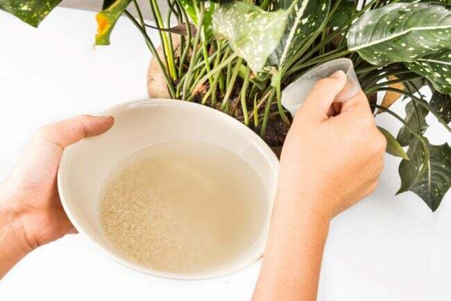 पौधों को पानी देने के लिए चावल के पानी का उपयोग करें