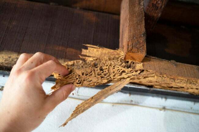 termiitti vs puuseppä muurahaisvaurio