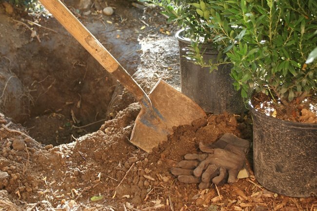 Como plantar um arbusto - cavando buracos