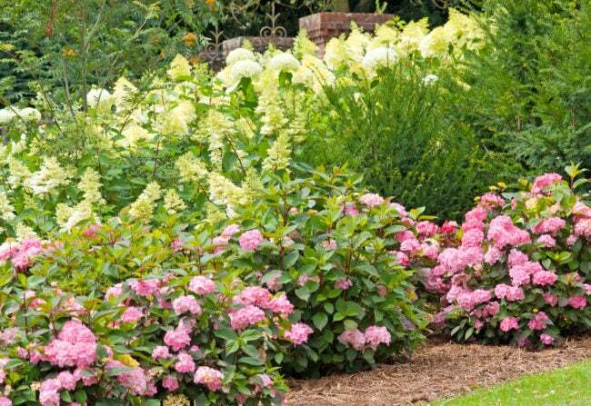Vaaleanpunaiset ja valkoiset hortensiapensaat edessä nurmikolla muiden korkeiden kasvien kanssa