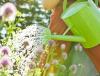 Radio Bob Vila: Zeleno v vrtu
