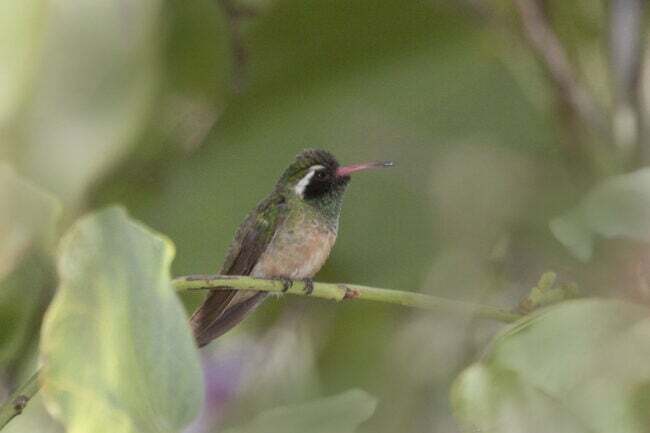 kolibri fajták