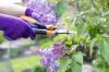 Годишни vs. Трайни насаждения: 8 неща, които всеки домашен градинар трябва да знае