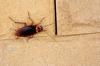 Kako razlikovati ščurke od hroščev, ki so videti kot ščurki