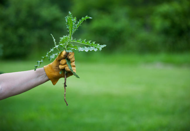 8 nejlepších tipů pro vytrhávání plevele
