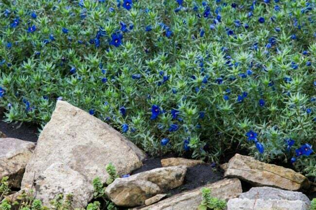 Stor blomstrende busk med blå blomster nær steiner
