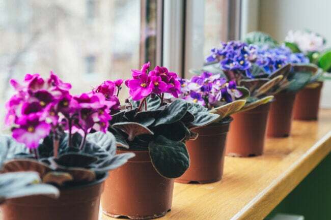 cele mai bune plante de apartament