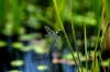 3 maneiras infalíveis de atrair libélulas para o seu quintal