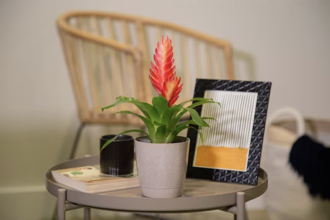 plantas de casa-poeira-bromélia-planta-em-vaso-na-mesa-de-centro-com-coleção-de-decoração