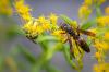 Como se livrar das vespas em 5 etapas fáceis - Bob Vila