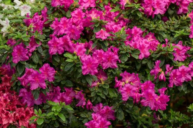 Örökzöld azálea növény világos rózsaszín virágokkal Vértes. Rhododendron tsutsusi.