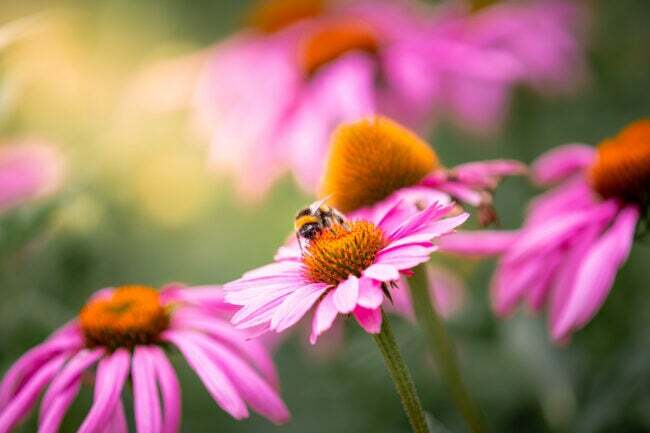 visão próxima de uma abelha em coneflowers roxos