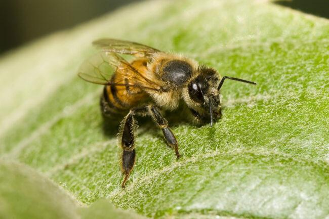 bičių rūšys - afrikanizuota bitė