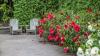 Hibiscuspleje: Sådan dyrkes hibiscus udendørs