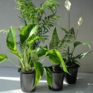 המתנה הטובה ביותר לאוהבי הצמחים: צמחי גני אמריטוס ארבעה צמחי אוויר נקיים הטובים ביותר