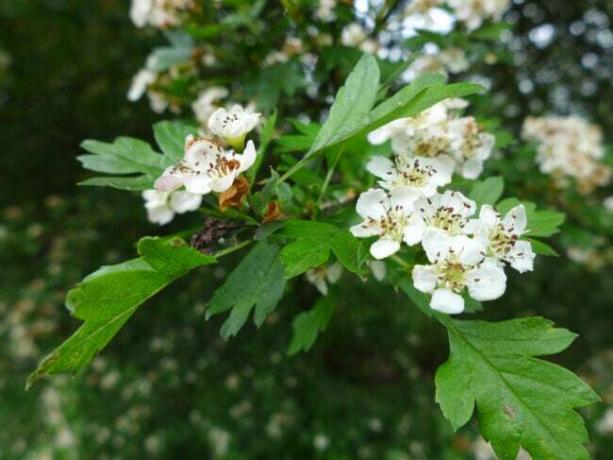 Washington hawthorne de cerca en flores blancas en la rama