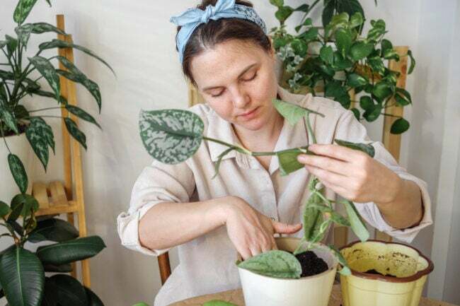 Egy fiatal nő egy pothos növény szaporítására készül, mellette egy cserepes és egy másik cserepes talaj. 