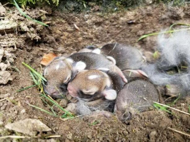 konijnennest in de tuin met babykonijntjes die hun ogen nog niet open hebben