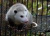 Opossums– ის გასაოცარი სარგებელი, რომელიც ყველა სახლის მფლობელმა უნდა იცოდეს