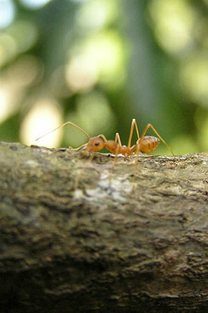 Как избавиться от огненных муравьев