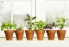 15 dicas principais para jardins de ervas de cozinha