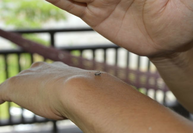 Пастка для комарів своїми руками