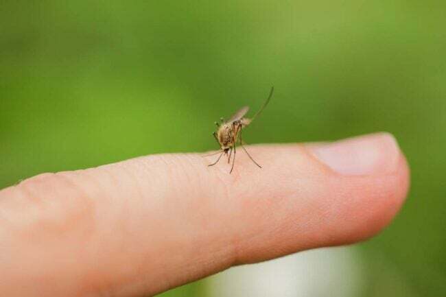 Coût du système de brumisation des moustiques